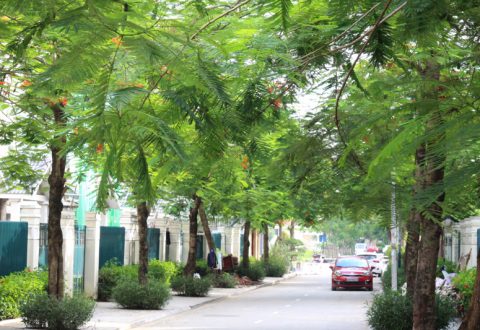 Dọc những tuyến đường rộng 40m, 27m, 11m xuyên suốt khu đô thị là những tán cây cao 5-6m được trồng và bố trí hài hòa