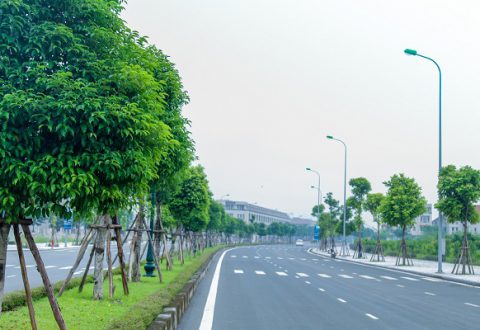 Hàng cây hai bên đường đã bắt đầu tỏa bóng