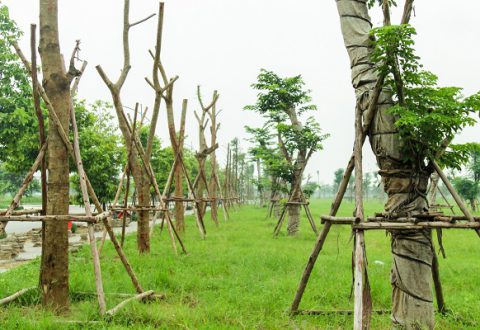 Mọi chủng loại cây được lựa chọn kỹ lưỡng phù hợp với thổ nhưỡng và nhu cầu sử dụng trong Khu đô thị Dương Nội