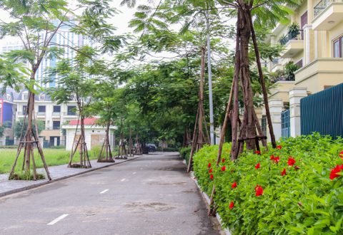 Bóng phượng vĩ kết hợp với hoa bụi tạo cảnh quan xanh mát